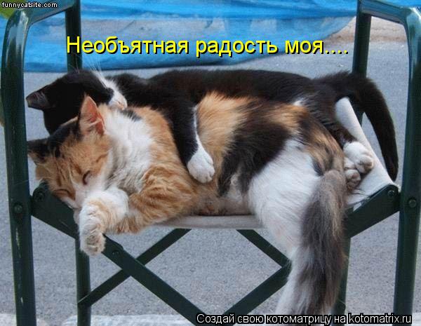 Необъятная радость моя....... Котоматрица: Необъятная радость моя....