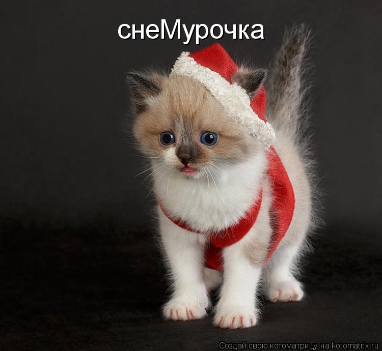 снеМурочка... Котоматрица: снеМурочка