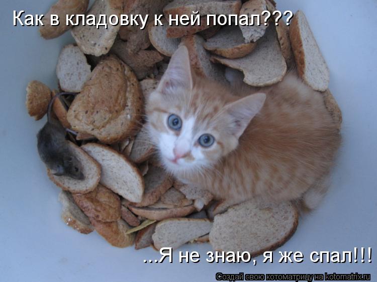 Как в кладовку к ней попал??? ...Я не знаю, я же спал!!!... Котоматрица: Как в кладовку к ней попал??? ...Я не знаю, я же спал!!!