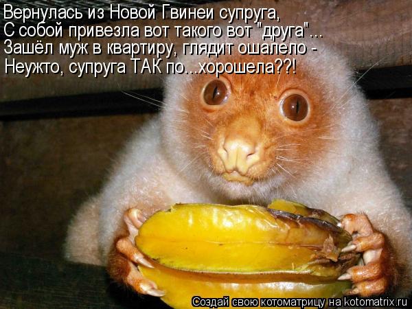 Вернулась из Новой Гвинеи супруга, С собой привезла вот такого вот "друга"... Зашёл муж в квартиру, г... Котоматрица: Вернулась из Новой Гвинеи супруга, С собой привезла вот такого вот "друга"... Зашёл муж в квартиру, глядит ошалело - Неужто, супруга ТАК по...хо