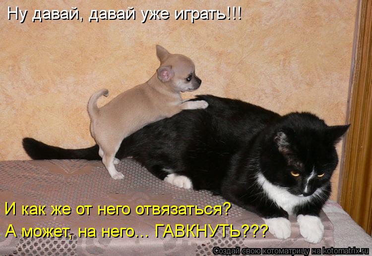 Ну давай, давай уже играть!!! И как же от него отвязаться? А может, на него... ГАВКНУТЬ???... Котоматрица: Ну давай, давай уже играть!!! И как же от него отвязаться? А может, на него... ГАВКНУТЬ???