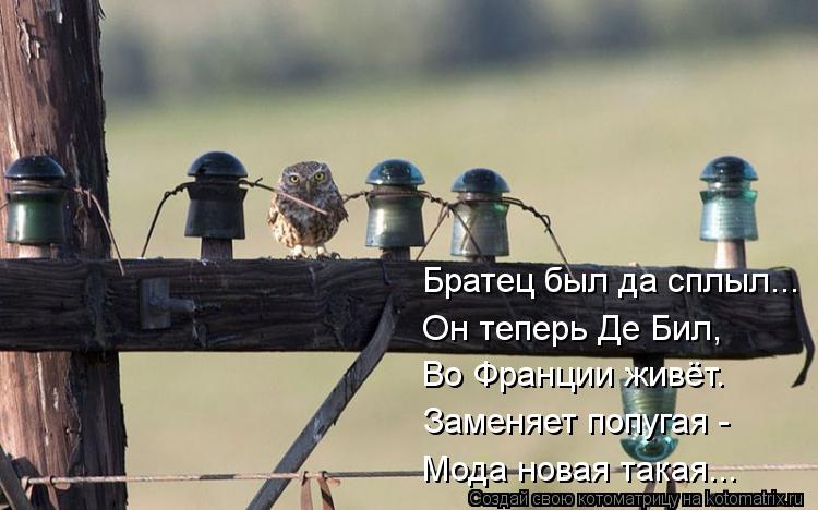 Котоматрица: Братец был да сплыл... Он теперь Де Бил, Во Франции живёт. Заменяет попугая - Мода новая такая...