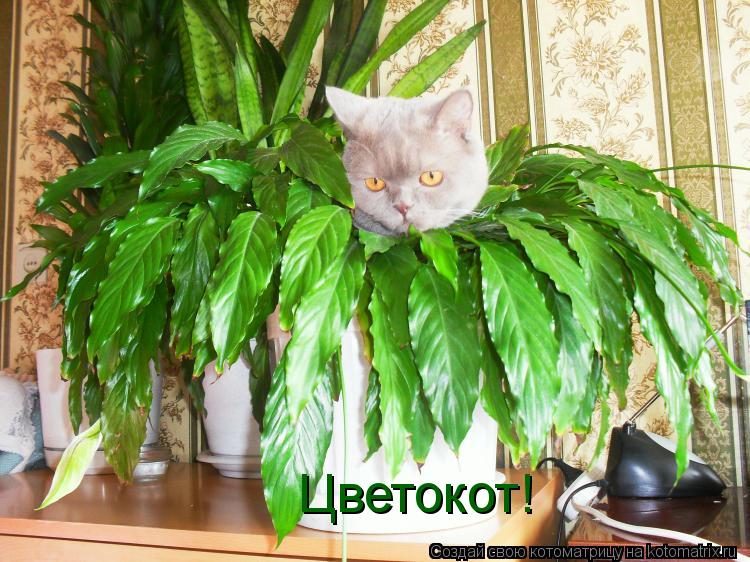 Цветокот!... Котоматрица: Цветокот!