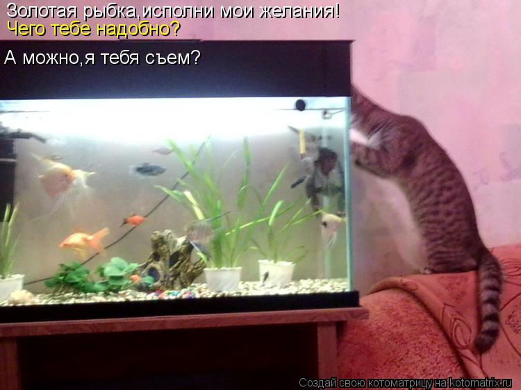 Котоматрица: Золотая рыбка,исполни мои желания! Чего тебе надобно? А можно,я тебя съем?