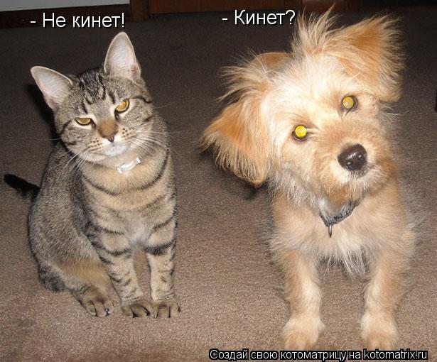 - Кинет? - Не кинет!... Котоматрица: - Кинет? - Не кинет!