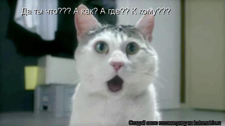 Да ты что??? А как? А где?? К кому???... Котоматрица: Да ты что??? А как? А где?? К кому???