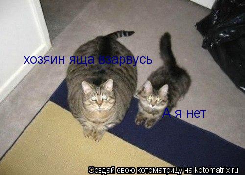 хозяин яща взарвусь А я нет... Котоматрица: хозяин яща взарвусь А я нет