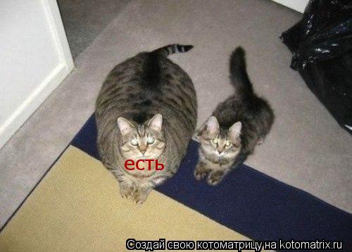 есть... Котоматрица: есть