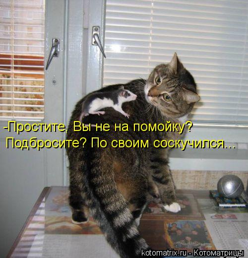 -Простите, Вы не на помойку? Подбросите? По своим соскучился...... Котоматрица: -Простите, Вы не на помойку? Подбросите? По своим соскучился...