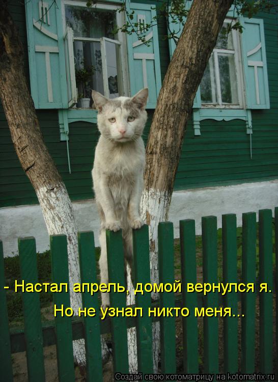 Но не узнал никто меня... - Настал апрель, домой вернулся я.... Котоматрица: Но не узнал никто меня... - Настал апрель, домой вернулся я.
