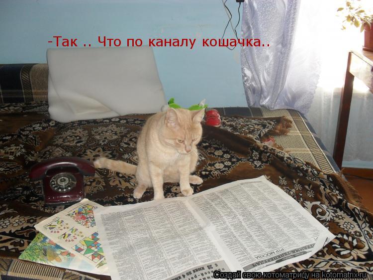 -Так .. Что по каналу кошачка..... Котоматрица: -Так .. Что по каналу кошачка..
