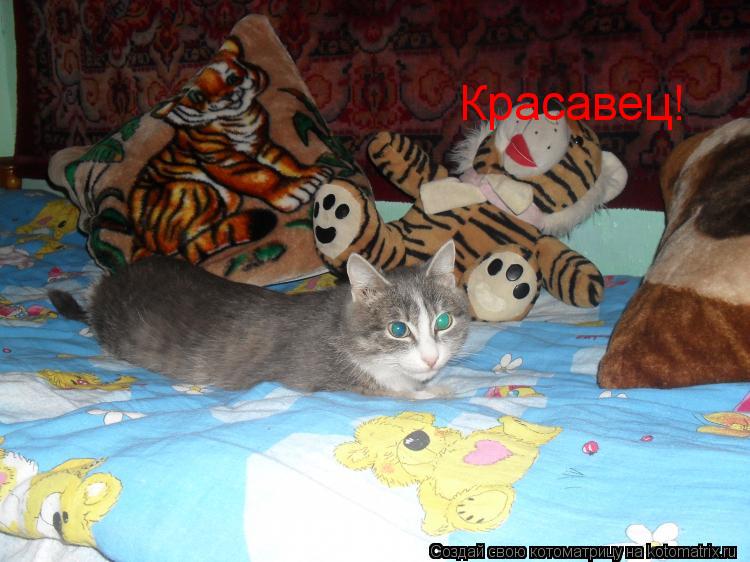 Красавец!... Котоматрица: Красавец!
