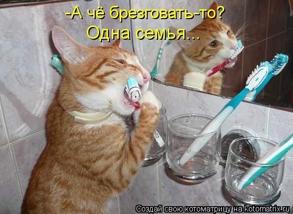 -А чё брезговать-то? Одна семья...... Котоматрица: -А чё брезговать-то? Одна семья...