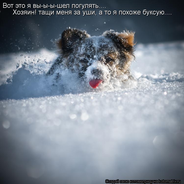 Вот это я вы-ы-ы-шел погулять.... Хозяин! тащи меня за уши, а то я похоже буксую....... Котоматрица: Вот это я вы-ы-ы-шел погулять.... Хозяин! тащи меня за уши, а то я похоже буксую....