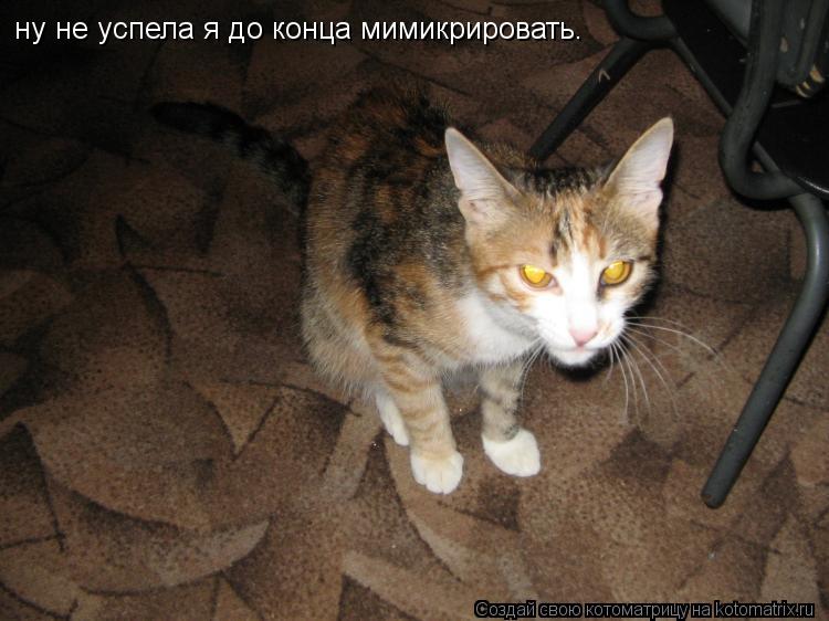 ну не успела я до конца мимикрировать.... Котоматрица: ну не успела я до конца мимикрировать.