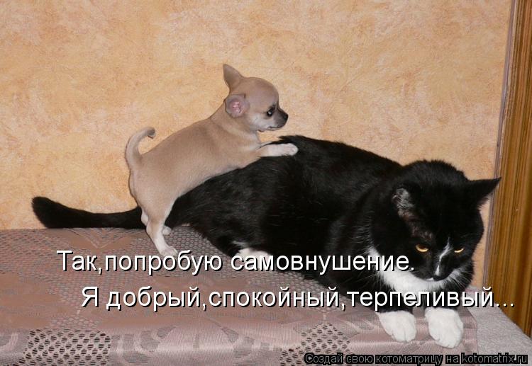 Так,попробую самовнушение. Я добрый,спокойный,терпеливый...... Котоматрица: Так,попробую самовнушение. Я добрый,спокойный,терпеливый...