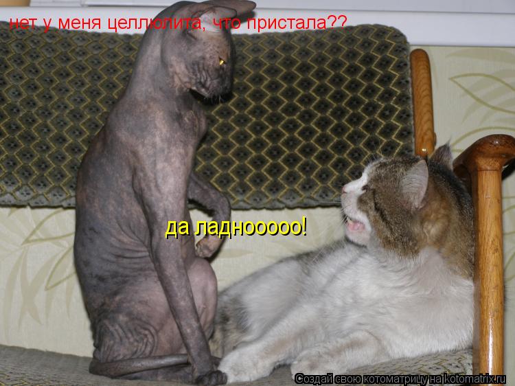 нет у меня целлюлита, что пристала?? да ладнооооо!... Котоматрица: нет у меня целлюлита, что пристала?? да ладнооооо!
