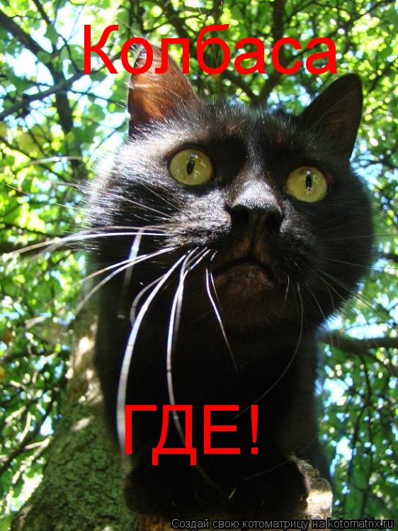 Колбаса Колбаса ГДЕ!... Котоматрица: Колбаса Колбаса ГДЕ!