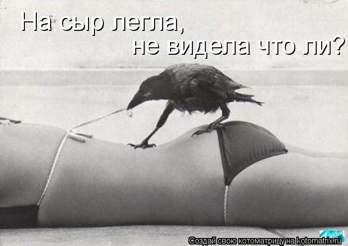 Котоматрица: На сыр легла,  не видела что ли?