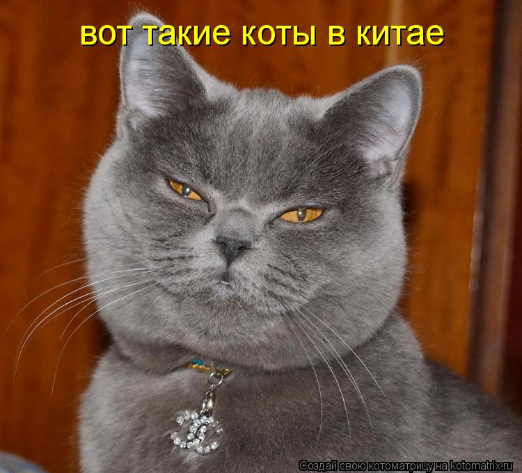 вот такие коты в китае... Котоматрица: вот такие коты в китае