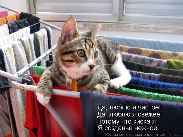 Потому что киска я! Да, люблю я свежее! Да, люблю я чистое! Я созданье нежное!... Котоматрица: Потому что киска я! Да, люблю я свежее! Да, люблю я чистое! Я созданье нежное!