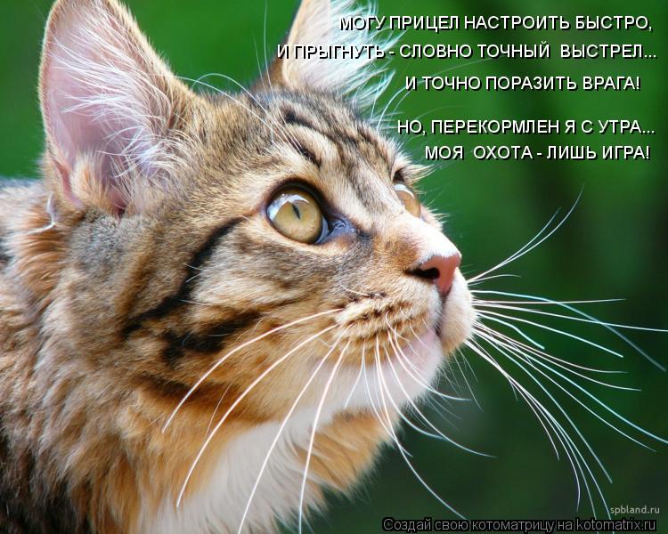 МОГУ ПРИЦЕЛ НАСТРОИТЬ БЫСТРО, И ПРЫГНУТЬ - СЛОВНО ТОЧНЫЙ ВЫСТРЕЛ... И ТОЧНО ПОРАЗИТЬ ВРАГА! НО, ПЕРЕ... Котоматрица: МОГУ ПРИЦЕЛ НАСТРОИТЬ БЫСТРО, И ПРЫГНУТЬ - СЛОВНО ТОЧНЫЙ ВЫСТРЕЛ... И ТОЧНО ПОРАЗИТЬ ВРАГА! НО, ПЕРЕКОРМЛЕН Я С УТРА... МОЯ ОХОТА - ЛИШЬ ИГРА!