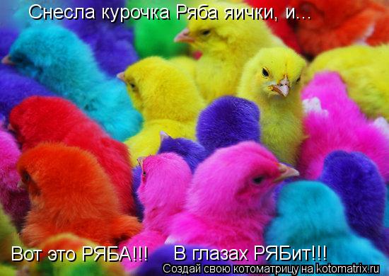 Снесла курочка Ряба яички, и... Вот это РЯБА!!! В глазах РЯБит!!!... Котоматрица: Снесла курочка Ряба яички, и... Вот это РЯБА!!! В глазах РЯБит!!!