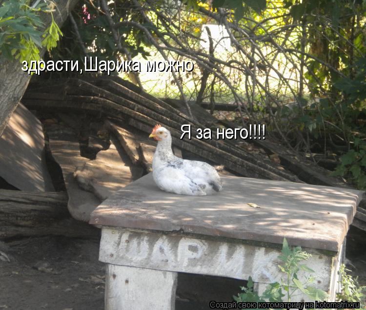 здрасти,Шарика можно Я за него!!!!... Котоматрица: здрасти,Шарика можно Я за него!!!!