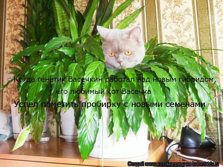 Когда генетик Васечкин работал над новым гибридом, Успел пометить пробирку с новыми семенами его люби... Котоматрица: Когда генетик Васечкин работал над новым гибридом, Успел пометить пробирку с новыми семенами его любимый кот Васечка
