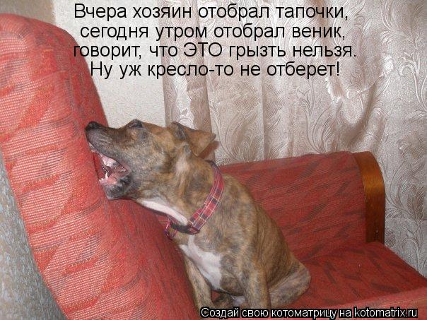Вчера хозяин отобрал тапочки, сегодня утром отобрал веник, говорит, что ЭТО грызть нельзя. Ну уж крес... Котоматрица: Вчера хозяин отобрал тапочки, сегодня утром отобрал веник, говорит, что ЭТО грызть нельзя. Ну уж кресло-то не отберет!