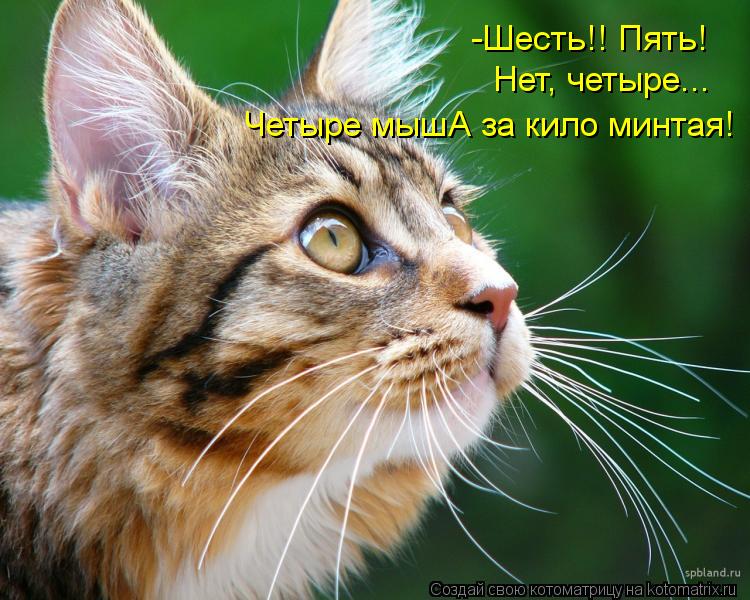 -Шесть!! Пять! Нет, четыре... Четыре мышА за кило минтая!... Котоматрица: -Шесть!! Пять! Нет, четыре... Четыре мышА за кило минтая!