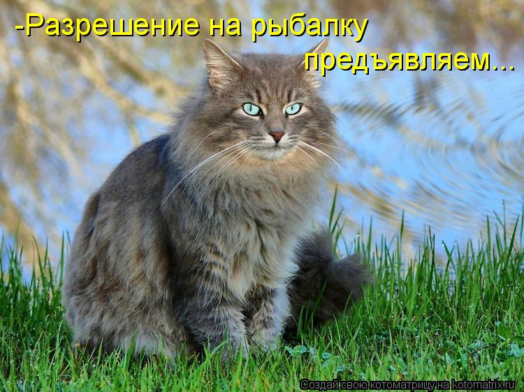 -Разрешение на рыбалку предъявляем... предъявляем...... Котоматрица: -Разрешение на рыбалку предъявляем... предъявляем...