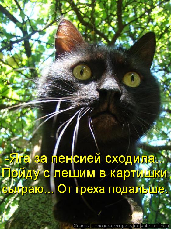 -Яга за пенсией сходила.. Пойду с лешим в картишки сыграю... От греха подальше.... Котоматрица: -Яга за пенсией сходила.. Пойду с лешим в картишки сыграю... От греха подальше.