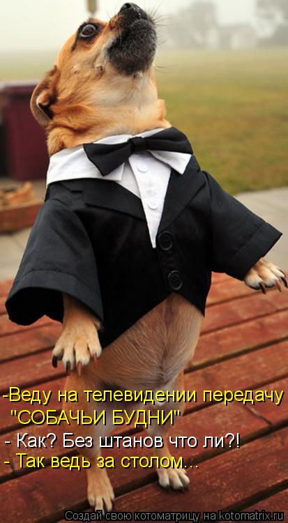 -Веду на телевидении передачу "СОБАЧЬИ БУДНИ" - Как? Без штанов что ли?! - Так ведь за столом...... Котоматрица: -Веду на телевидении передачу "СОБАЧЬИ БУДНИ" - Как? Без штанов что ли?! - Так ведь за столом...