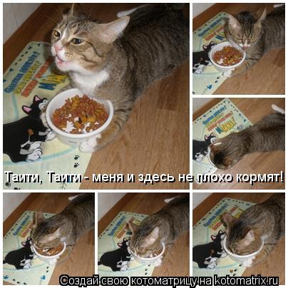 Котоматрица: Таити, Таити - меня и здесь не плохо кормят!