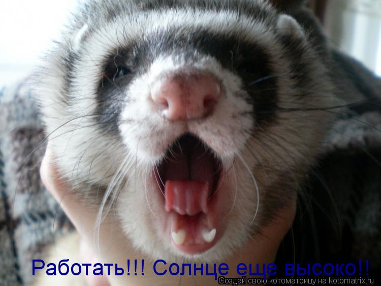 Работать!!! Солнце еще высоко!!... Котоматрица: Работать!!! Солнце еще высоко!!