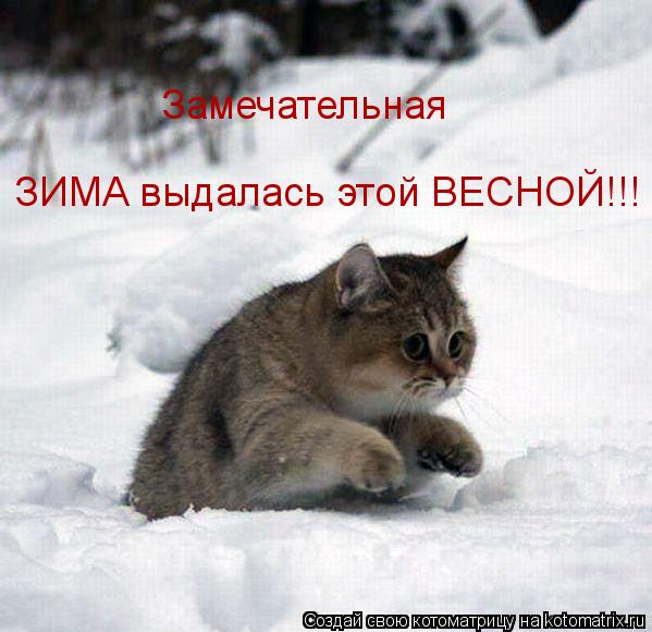 Котоматрица: Замечательная  ЗИМА выдалась этой ВЕСНОЙ!!!