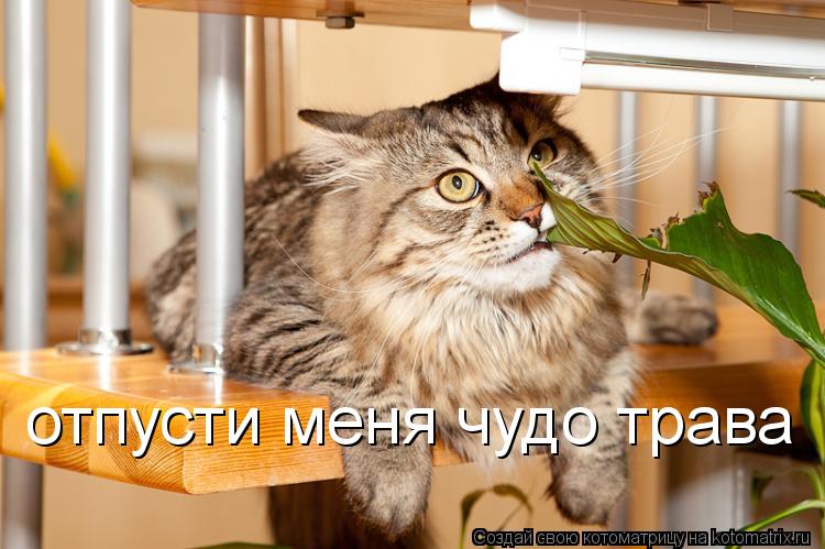 отпусти меня чудо трава... Котоматрица: отпусти меня чудо трава