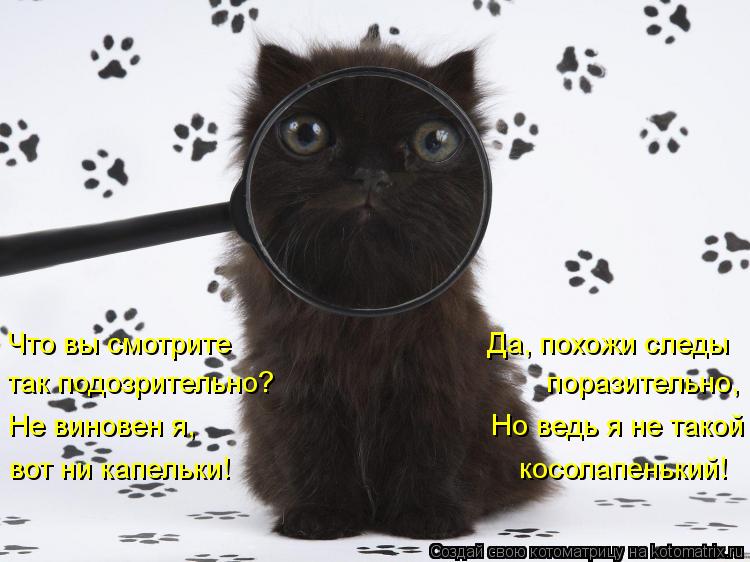Что вы смотрите Да, похожи следы так подозрительно? ... Котоматрица: Что вы смотрите Да, похожи следы так подозрительно? поразительно, Не виновен я,