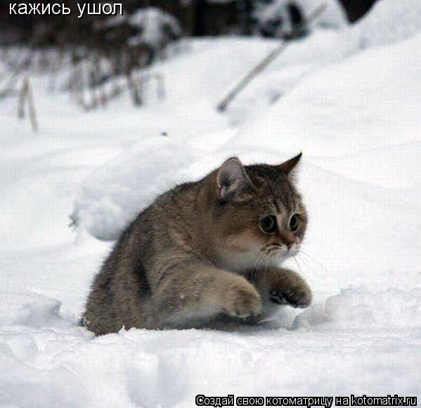 Котоматрица: кажись ушол