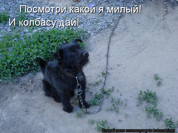 Котоматрица: Посмотри какой я милый! И колбасу дай!