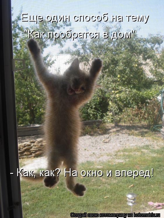 Котоматрица: Еще один способ на тему  "Как пробратся в дом"  - Как, как? На окно и вперед!