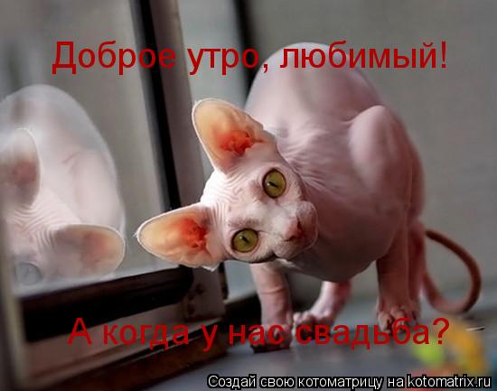 Котоматрица: Доброе утро, любимый! А когда у нас свадьба?