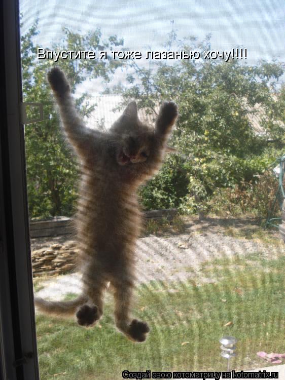 Котоматрица: Впустите я тоже лазанью хочу!!!!