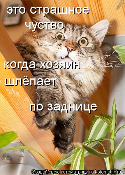 Котоматрица: это страшное  чуство когда хозяин шлёпает  по заднице