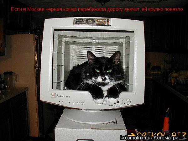 Котоматрица: Если в Москве черная кошка перебежала дорогу, значит, ей крупно повезло.
