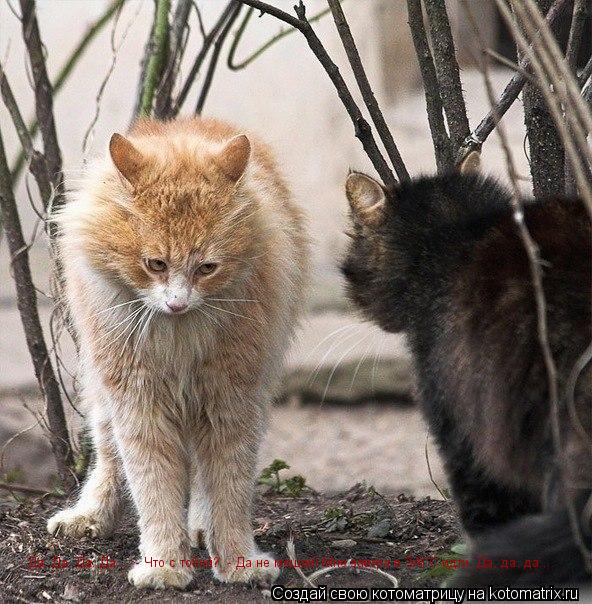 Котоматрица: - Да. Да. Да. Да...  - Что с тобой?  - Да не мешай! Мне завтра в ЗАГС идти. Да, да, да...