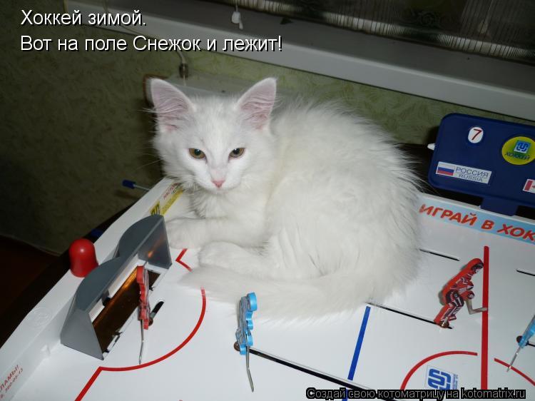 Котоматрица: Вот на поле Снежок и лежит! Хоккей зимой.