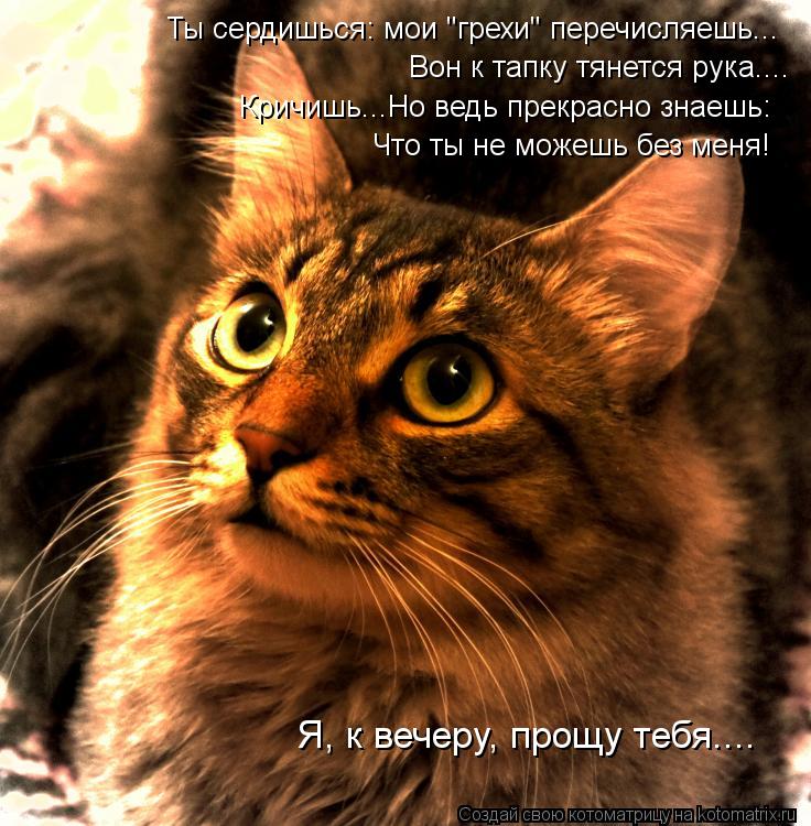 Котоматрица: Ты сердишься: мои "грехи" перечисляешь... Вон к тапку тянется рука.... Кричишь...Но ведь прекрасно знаешь: Что ты не можешь без меня! Я, к вечеру, 