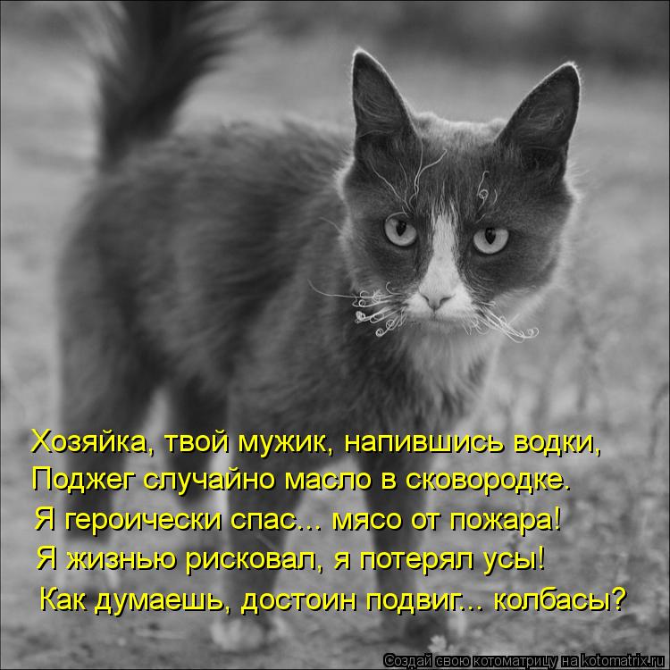 Хозяйка, твой мужик, напившись водки, Поджег случайно масло в сковородке. Я героически спас... мясо о... Котоматрица: Хозяйка, твой мужик, напившись водки, Поджег случайно масло в сковородке. Я героически спас... мясо от пожара! Я жизнью рисковал, я потерял ус